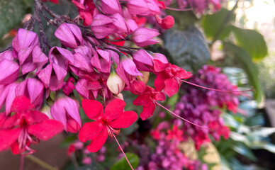 Clerodendrum speciosum flowers close up. Is a tropical shrub of the family Lamiaceae, native to Indonesia.Selective focus.