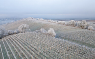 Winter und morgendlicher Bodenfrost im Weinberg
