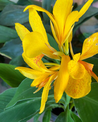 Canna lily (Canna hybrida Rodigas) yellow flower in the garden close up.Selective focus.