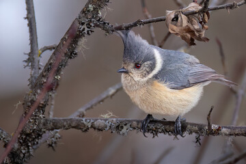 Grey-crested tit seating on a branch. 