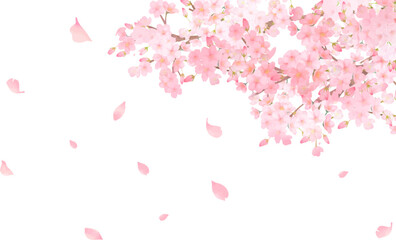 桜の木ー美しい薄いピンク色の桜の花と花びら春の水彩白バックフレーム背景素材イラスト