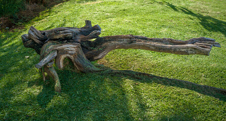 Ancient Tree Growing on Green Grass.