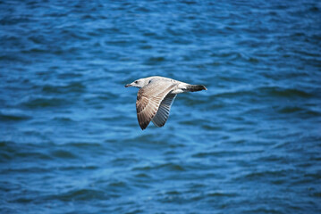 A seagull gliding above the ocean, captured mid-flight with a vivid blue sea in the background