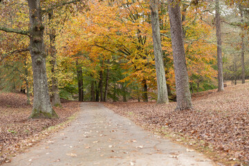 Colorful Autumn Trees