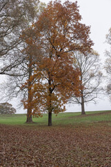 Obraz premium Colorful Autumn Trees