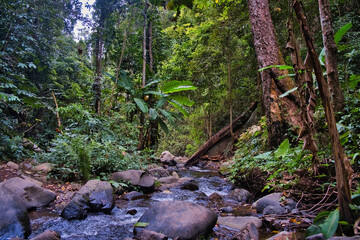 Fototapeta premium The dense jungle along the Tat Mok - Song Nan Nature Trail, along a mountain river in the tropical Tat Mok National Park, province of Phetchabun, Thailand 