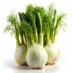 stock of fennel with white back ground
