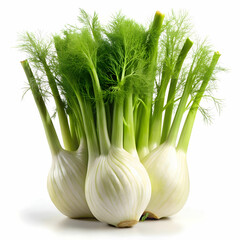 stock of fennel with white back ground
