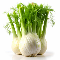 stock of fennel with white back ground