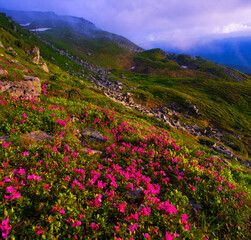 blooming red pink rhododendrons flowers in the mountains, amazing panoramic nature scenery	