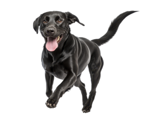 Isolated Happy Black Labrador Running