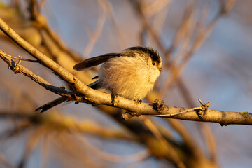 Long-tailed tit (Aegithalos caudatus) or long-tailed bushtit. Adorable little bird with a minute stubby bill. Tiny and fluffy with pinkish, black and white plumage and very long tail.