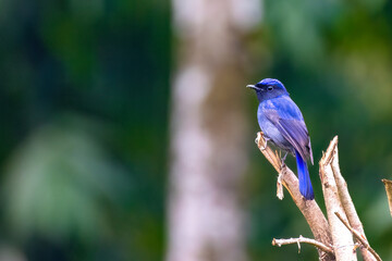 Large niltava