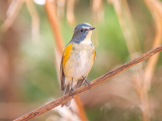 枝にとまるルリビタキ