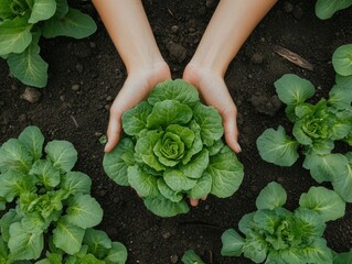 Photo of perspective from above big green lettuce in hands on loose soft earth in garden. agriculture background