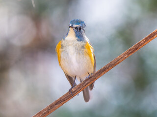 枝にとまるルリビタキ