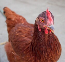 Rhode Island Red Chicken Close Up