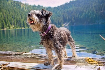 Happy Mini Schnauzer Posing