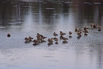 Geese Standing in Shallow Water