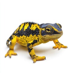 Yellow blue lizard Panther chameleon Isolated on White Background Generative AI