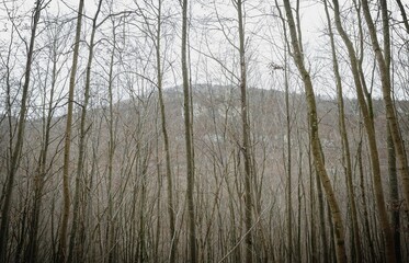 Close-up view of tree branches