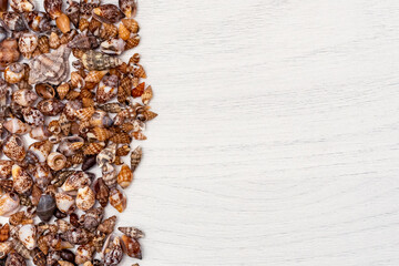 Background mixed sea shells lying on light gray wood.