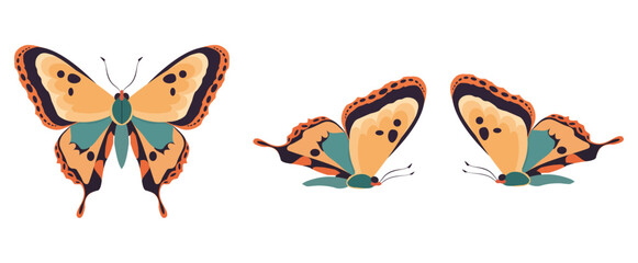 Vector illustration of bright butterfly in three poses, depicted on white background. Perfect for design projects