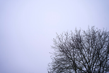 walnut tree against the background of the gray winter sky