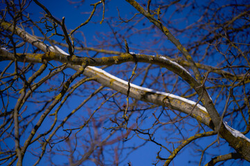 the branches covered with snow against a clear blue sky