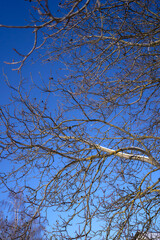 the branches covered with snow against a clear blue sky