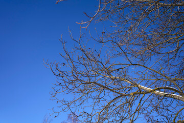 the branches covered with snow against a clear blue sky