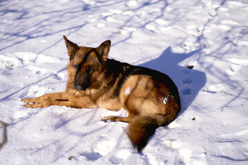 german shepherd dog lies on the ground in winter
