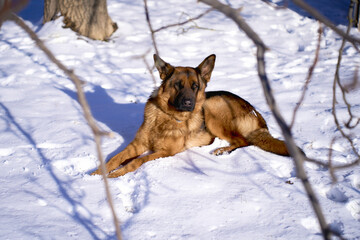 german shepherd dog lies on the ground in winter