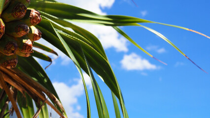 アダンと澄み渡った青空 沖縄県本部町 ゴリラチョップの海
