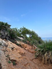 Fototapeta premium trees on the beach