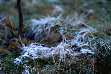 a green grass covered with a layer of first snow