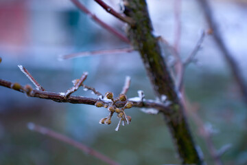  buds on the branches are covered with a layer of ice, icicles