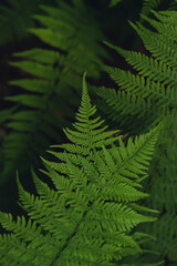 Natural ferns in forest blurred background. Green fern plants in nature landscape. Fresh green tropical foliage. Rainforest jungle landscape Nature organic wallpaper background