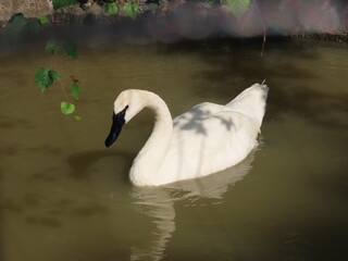 Obraz premium swan on the lake