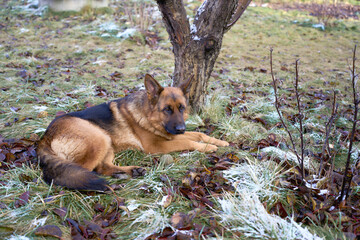 german shepherd dog lies on the ground in winter