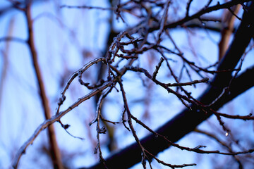 the branches covered with a layer of ice, icicles