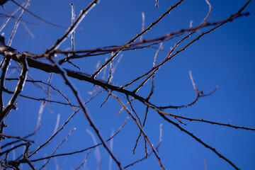 the branches covered with a layer of ice, icicles