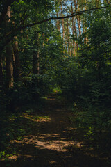 Beautiful pine and fir forest with thick layer of green moss covering the forest floor. Scenic view Sunlight shining through the branches land dark background. Old Forest Sun Rays