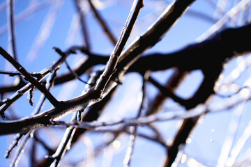 the branches covered with a layer of ice, icicles