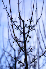  buds on the branches are covered with a layer of ice, icicles