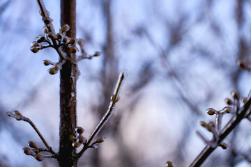  buds on the branches are covered with a layer of ice, icicles