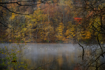 A tranquil lake reflects the vibrant autumn foliage of a dense forest, with mist rising gently from the water. A flock of birds glides across the lake, adding to the serene atmosphere.