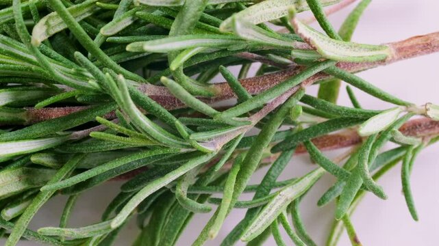Close up view of green rosemary herb branches with leaves on white background. Slider shot. Shallow depth of field, selective focus. Ingredients, food seasoning, cooking, spices, flavor concepts. 4k