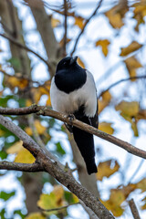 Eurasian Magpie (Pica pica), Common in Urban and Rural Areas, Baldoyle Racecourse, Dublin.
