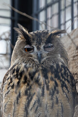 Eurasian Eagle Owl (Bubo bubo), Found in Forests and Rocky Areas Across Europe and Asia.